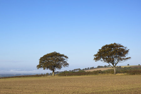 autumn landscape with cultivated soil and beech trees under a blue skyの写真素材