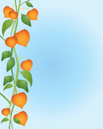 an illustration of a physalis plant with lantern seed heads against a blue skyのイラスト素材