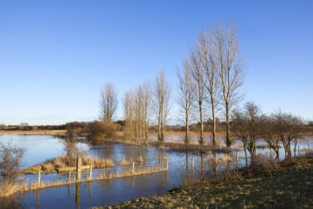 a flooded field with poplar trees and a barbed wire fenceinwinter under a blue skyの写真素材