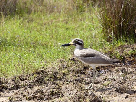 close up of a great thick knee amongst vegetation and flowers in wilpattu national park sri lankaの写真素材