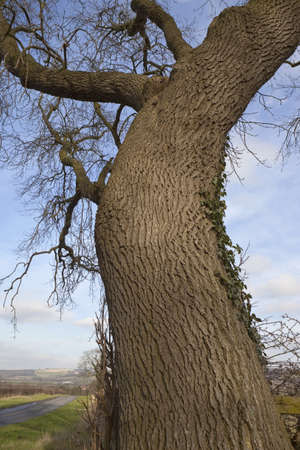 english landscape with close up of an ancient ash tree with blue sky and rolling hillsideの写真素材