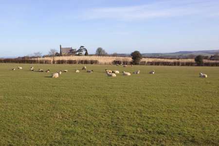 english landscape with sheep resting in a meadow in the early morning の写真素材