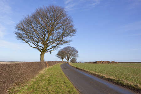 english landscape with a country road running through farmland with leafless trees and hedges under a blue skyの写真素材