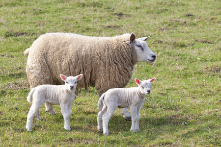a ewe and twin lambs in a green pasture in springtime