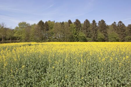 an english landscape with a field of oil seed rape under a blue sky in springtimeの写真素材