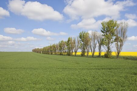 an english landscape with a row of poplar trees in farmland under a blue cloudy sky in springtimeの写真素材