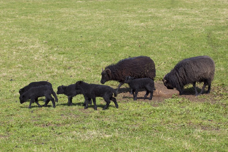 black sheep and lambs in a green pasture in springtimeの写真素材