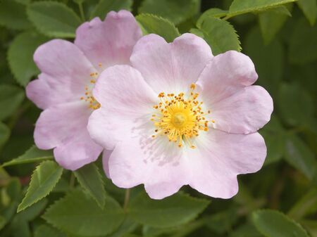 pink flowersand green foliage of dog rose rosa caninaの写真素材