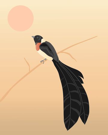 an illustration of an eastern paradise whydah on a reed under an african sunのイラスト素材