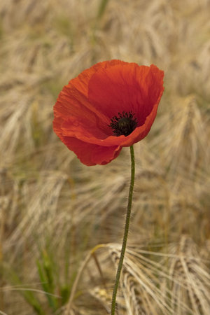 a lone red poppy flower on a background of barleyの写真素材