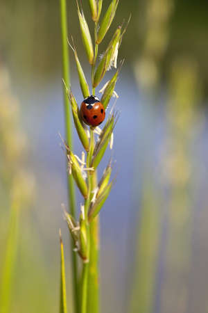 a seven spot ladybird coccinella 7- punctata on a grass seed headの写真素材