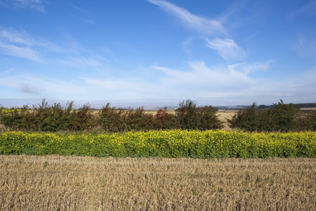 a colorful autumn landscape with berry laden hawthorn hedge stubble and yellow flowered mustard crop under a blue skyの写真素材