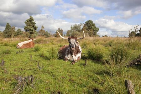 landscape with english long horn cattle resting amongst trees and scrub under a stormy skyの写真素材