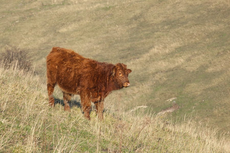 a highland calf standing on a grassy autumn hillside