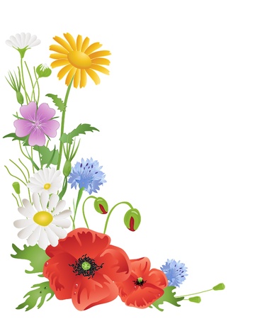 an illustration of an arrangement of annual wildflowers with corn marigold poppies corncockle cornflowers and daisies on whiteのイラスト素材