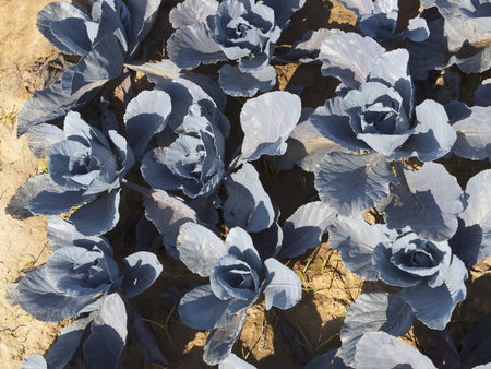 blue cabbage plants growing in a vegetable garden in the sunshine with soil and grass shoots