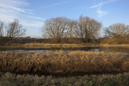an english winter landscape with willow trees and reeds beside a river under a blue sky