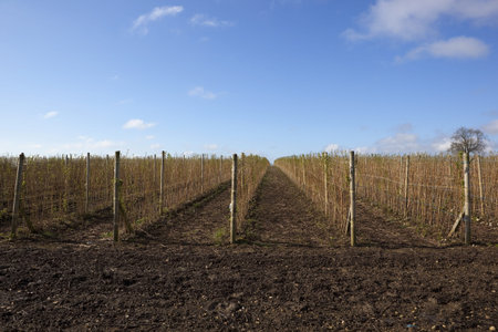 rows of raspberry canes on a commercial fruit farm with bare soil and blue sky in springtimeの写真素材