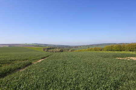 an english country agricultural  landscape with wheat fields and hedgerows under a blue summer skyの写真素材