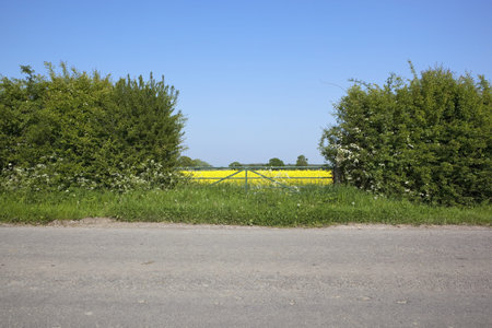 english landscape with a field of yellow canola or rape seed flowers viewed through a gateway in a hawthorn hedge by a tarmac highway under a clear blue summer skyの写真素材