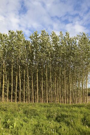 summer landscape with rough grass in front of a plantation of young poplar trees on a windy day under a cloudy skyの写真素材