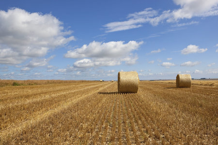 round bales in a canola field in summer at harvest time in the scenic yorkshire wolds with lines...