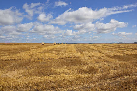 natural background patterns and textures of straw and stubble in a field with round bales and ripe canola crop under a summer skyの写真素材