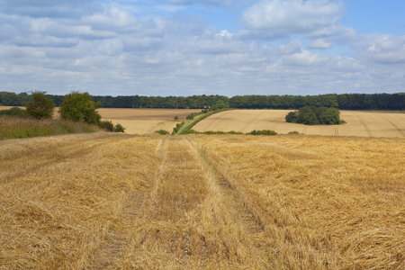 cloudy summer skies over an agricultural landscape in the yorkshire wolds england with rolling hills...