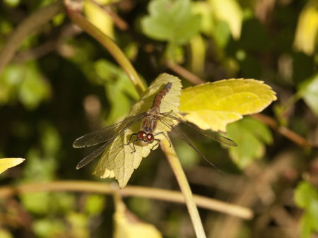 a sympetrum striolatum dragonfly resting in the autumn sunshine