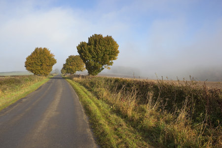 an autumn landscape with early morning mist rising over trees and hedgerows by a rural highwayの写真素材