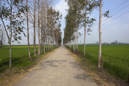 a eucalyptus tree lined country road in the Punjab Indiaの写真素材