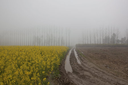 a bright yellow mustard field in rural Punjab India with a line of poplar trees and a muddy farm...