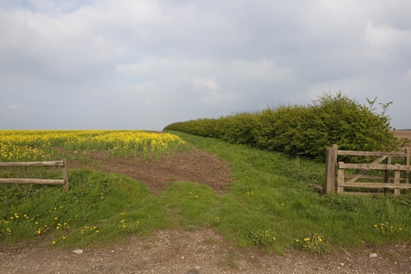 a scenic gateway to a bright yellow canola field with hawthorn hedgerow and fences under a cloudy sky in springtimeの写真素材