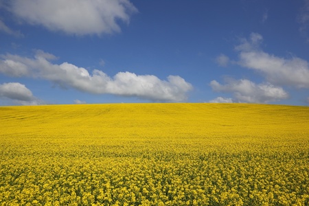 golden yellow canola fields under a blue sky with fluffy clouds の写真素材