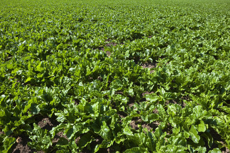 green background of growing sugar beet crop in an arable farm field 