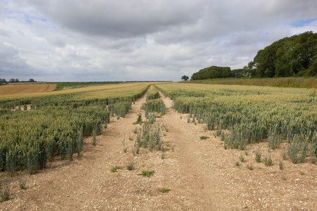 a wheat field in an agricultural landscape with a chalky track in the yorkshire wolds england under...