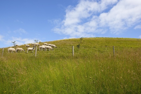a grassy hillside in the yorkshire wolds england with sheep grazing and wildflowers in the foreground under a blue sky with white cloud in summerの写真素材