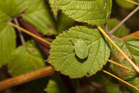 a green tortoise beetle latin name cassida viridis resting on a bramble leaf in summer