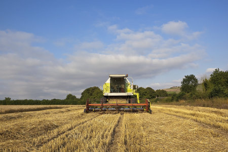 a combine harvester in a golden wheat field in the yorkshire wolds england under a blue cloudy sky...