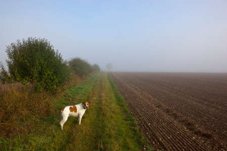 a brown and white pet dog on a grassy bridleway beside cultivated fields on a misty morning in late summerの写真素材