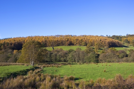 a colorful autumn landscape with woodlands and meadows near stokesly on the north york moors yorkshire englandの写真素材