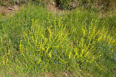 wildflower and grass with crosswort galium cruciata and speedwell veronica chamaedrys 