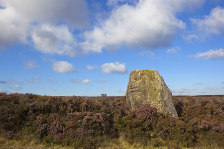 english upland landscape with an ancient monolith standing stone surrounded by flowering heather plants on the north york moors in yorkshireの写真素材