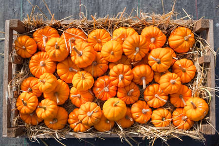 mini pumpkins in a straw filled wooden trayの写真素材