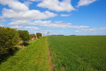 english springtime landscape with hedgerows and wheat fields by the grassy wolds way long distance footpathの写真素材