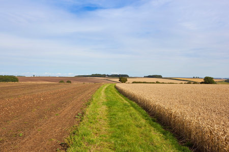 a grassy farm track beside a ripe wheat field in the scenic yorkshire wolds england under a blue sky...