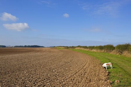 a country bridleway with a pet brown and white dog going for a walk beside a  hawthorn hedgerow and plowed field in the yorkshire wolds england in autumnの写真素材