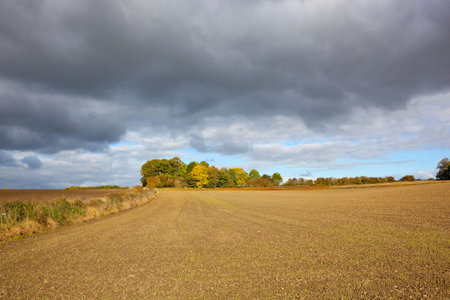 autumnal woodland in the yorkshire wolds england under a blue stormy sky in agricultural landscapeの写真素材
