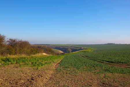 agricultural scenery in horsedale valley with a young canola crop and a strip of mustard with yellow flowers under a blue sky in autumnの写真素材