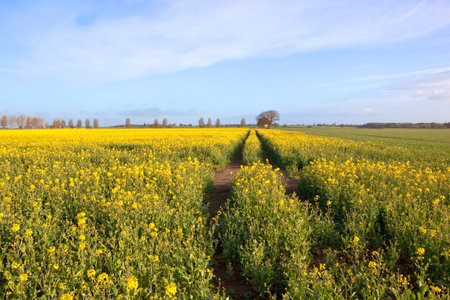 bright yellow fields of oilseed rape crops with tyre tracks and poplar trees in the distance under a...
